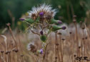 Cirsium arvense